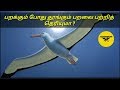 Do you know about albatross, the bird that sleeps while flying? | thunder bird