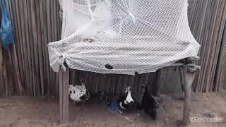 jezonel o mestre dos disfarces