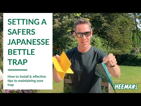 How to Set Up a Safers Japanese Beetle Trap