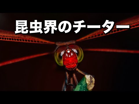 内翅目について詳しく解説