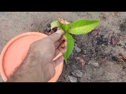 OCARA-CE FOI MUITA CHUVA