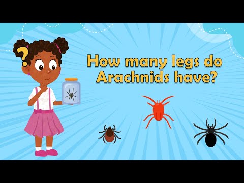 How many legs do Arachnids have? - Arachnid facts for kids - Arachnid Facts - Spider Facts for kids