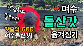 [4k] 갓김치하면 여수돌산갓 / 갓김치의 끝판왕 / 여수돌산갓 모종 옮겨심어 정식하기