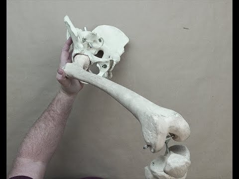 ANATOMY FOR ARTISTS: The Pelvis and Femur-Bone Lecture