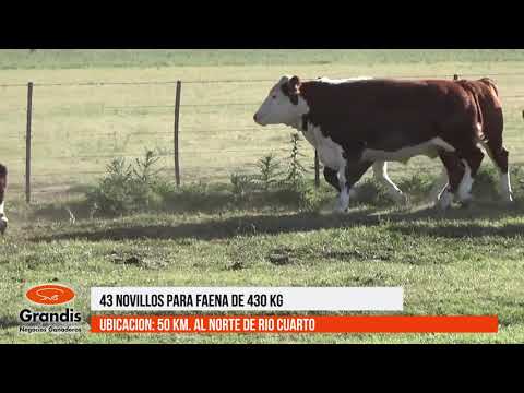 43 novillos para faena de 430 kg - 49º Remate Invernada