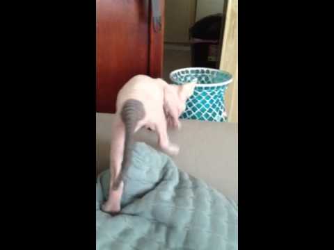 Sphynx kitten learning to climb on the couch