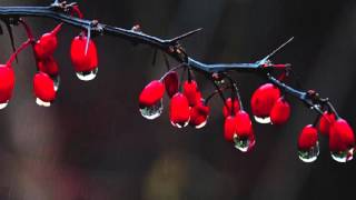 Lass Of Loch Royal (Lord Gregory)