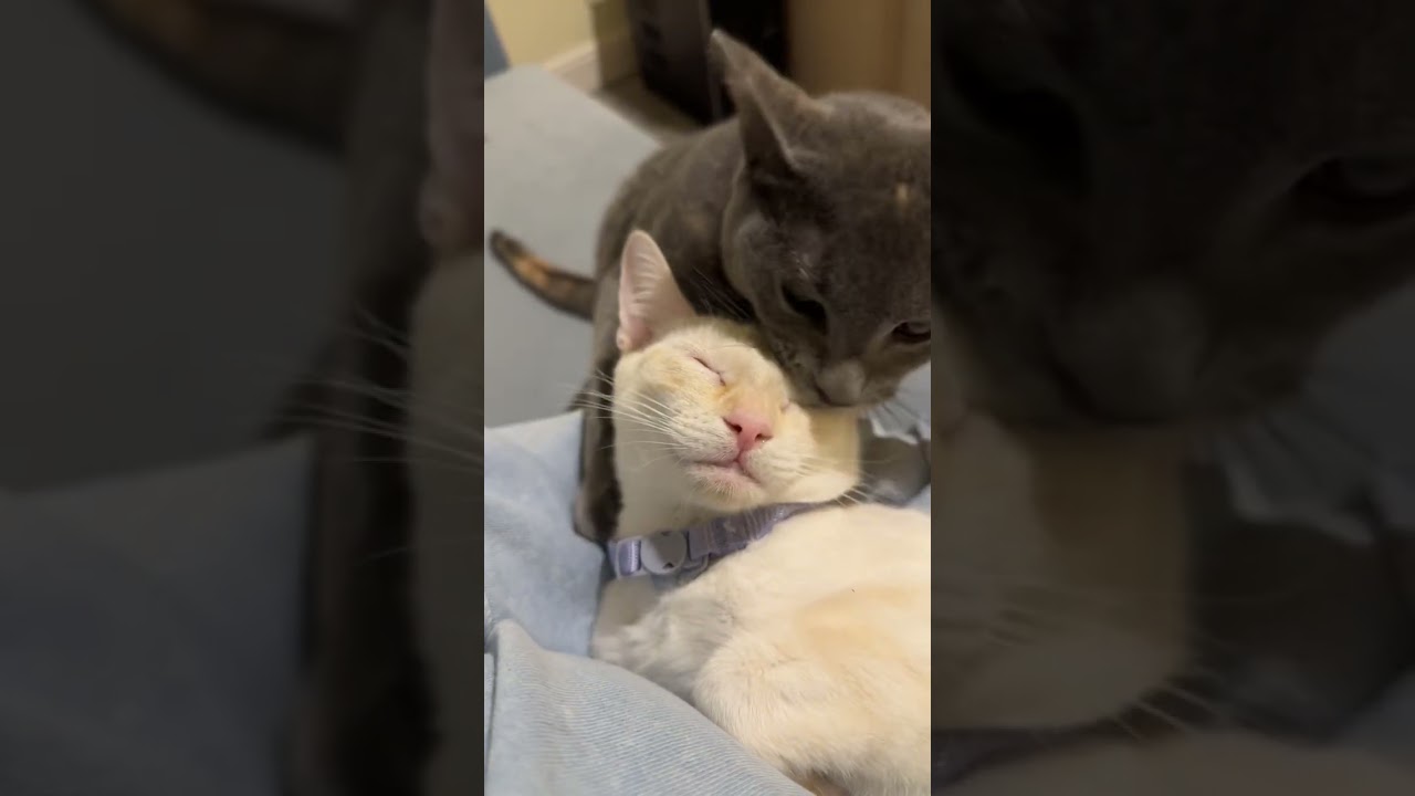 Enlarge Ace, a Adoptable mixed breed in Woodinville, WA video 6/6