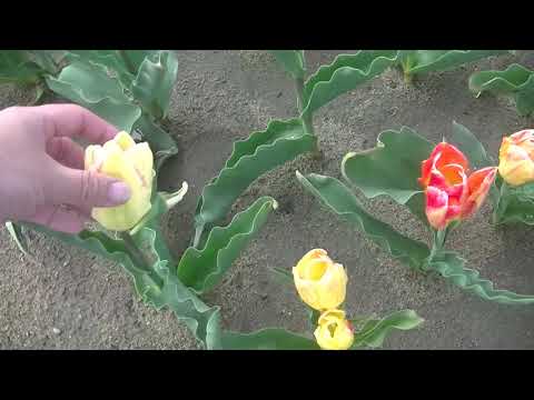 トライアンフチューリップ 植物