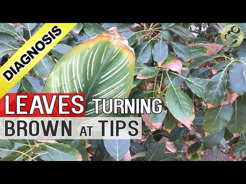 , title : 'PLANT LEAF DRYING and BROWN at TIPS AND EDGES: Top 5 Reasons - Diagnosis Cure and Hacks (Tips)'