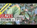 PLANT LEAF DRYING and BROWN at TIPS AND EDGES: Top 5 Reasons - Diagnosis Cure and Hacks (Tips)