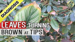 PLANT LEAF DRYING and BROWN at TIPS AND EDGES: Top 5 Reasons - Diagnosis Cure and Hacks (Tips)