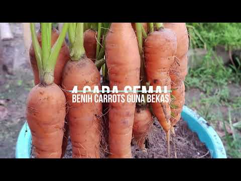 , title : '4 cara semai benih carrot dalam bekas / Semai lobak merah'