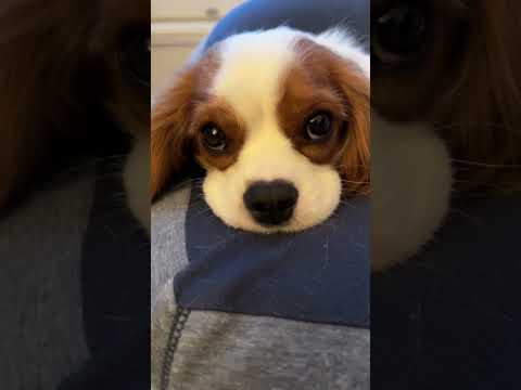 Cavalier King Charles spaniel captures everybody’s heart