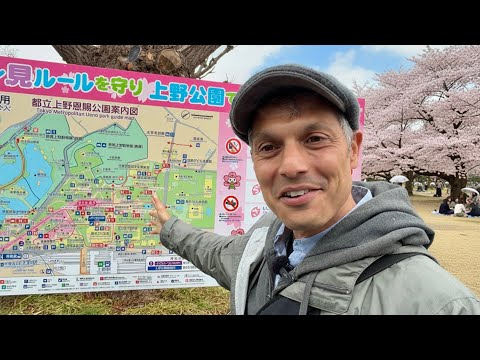 Tokyo’s Ueno Park — Peak Cherry Blossom 4K View in the Rain