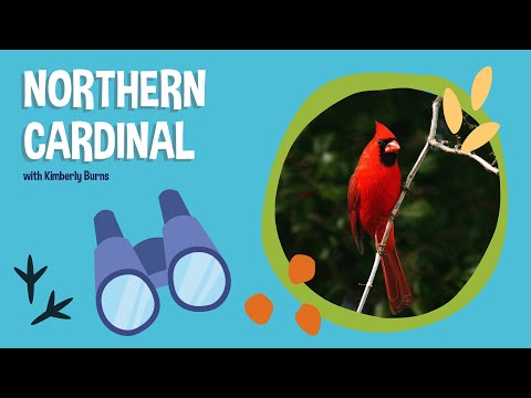 Kardinál červený (Cardinalis cardinalis) — správanie, biotop a hlas
