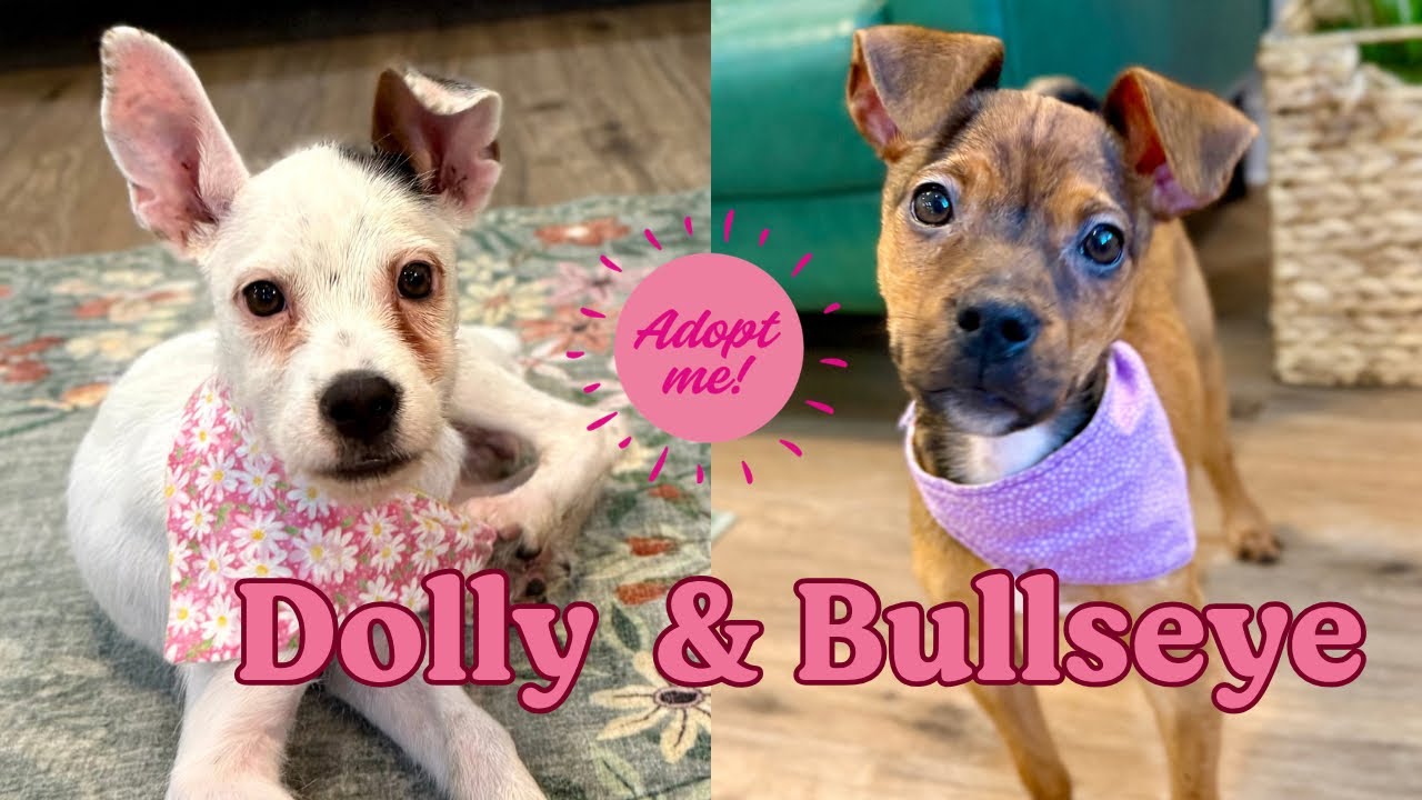 Enlarge Bullseye Tootsie Toy Story, a Adoptable mixed breed in Friendswood, TX video 6/6