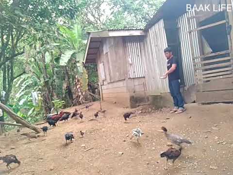magpakain ng Manok | malapit na Birthday ni Baak #provincelifestyle