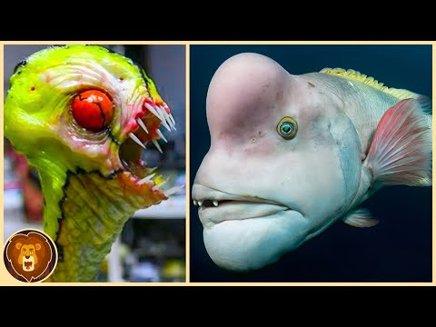 Die 15 schrecklichsten Tiefseemonster, von deren Existenz du nichts wusstest