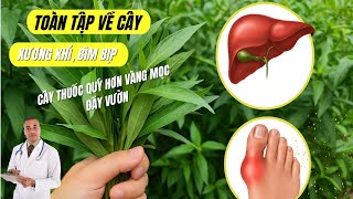Cây Thuốc Quý Hơn Vàng Mọc Đầy Vườn: Toàn Tập Cách Dùng Cây Xương Khỉ (Bìm Bịp) Trị Bệnh Gan, Gút