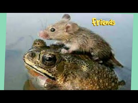 UNBELIEVABLE FRIENDSHIP IN ANIMAL KINGDOM !!