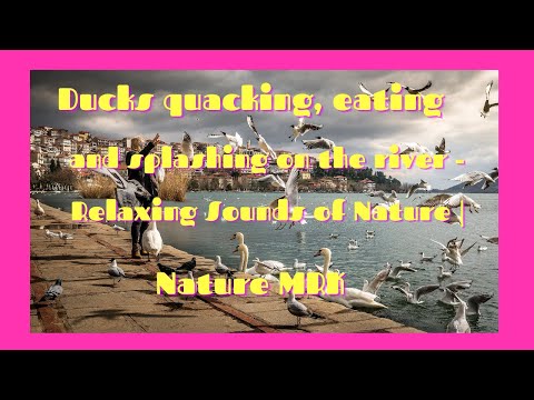 Ducks quacking, eating and splashing on the river - Relaxing Sounds of Nature | Nature MRK