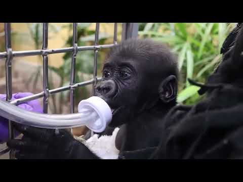 Cleveland Metroparks Zoo Updates Progress of Jameela the Baby Gorilla