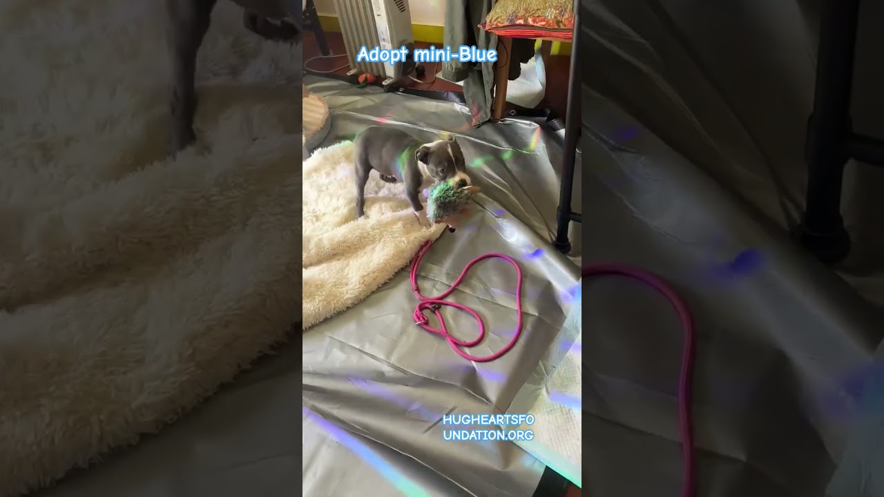 Enlarge Mini-Blue, a Adoptable mixed breed in Palos Verdes Estates, CA video 4/4