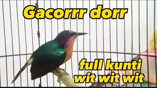 Download lagu Kolibri wulung gacor full isian mp3