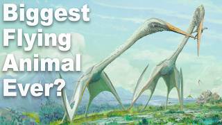 What Was The Biggest Flying Animal Ever? MQDEFAULT Thumbnail