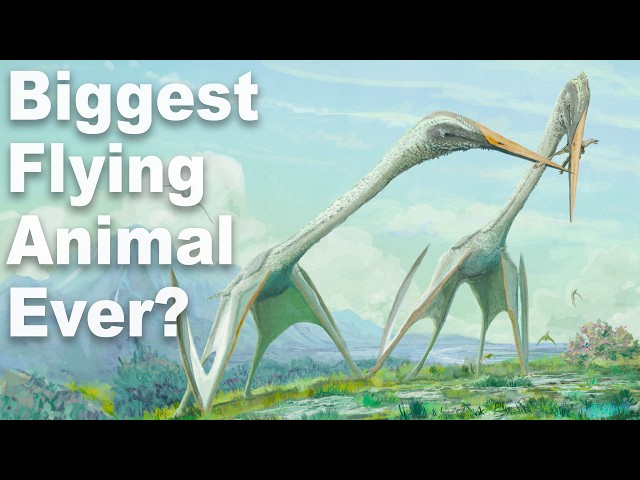 What Was The Biggest Flying Animal Ever? SDDEFAULT Thumbnail