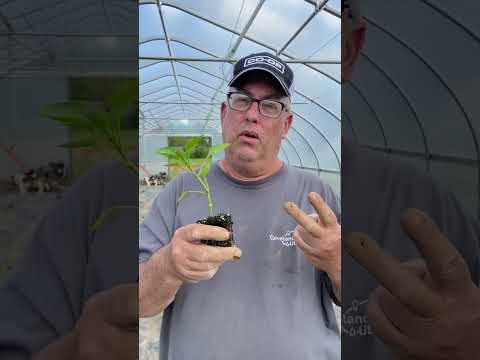 3 Mistakes to Avoid when Planting Peppers!!! #peppers #gardening #bellpeppers #shorts