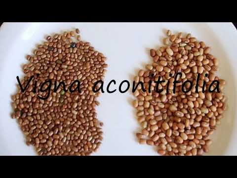 How to Pronounce Vigna aconitifolia?