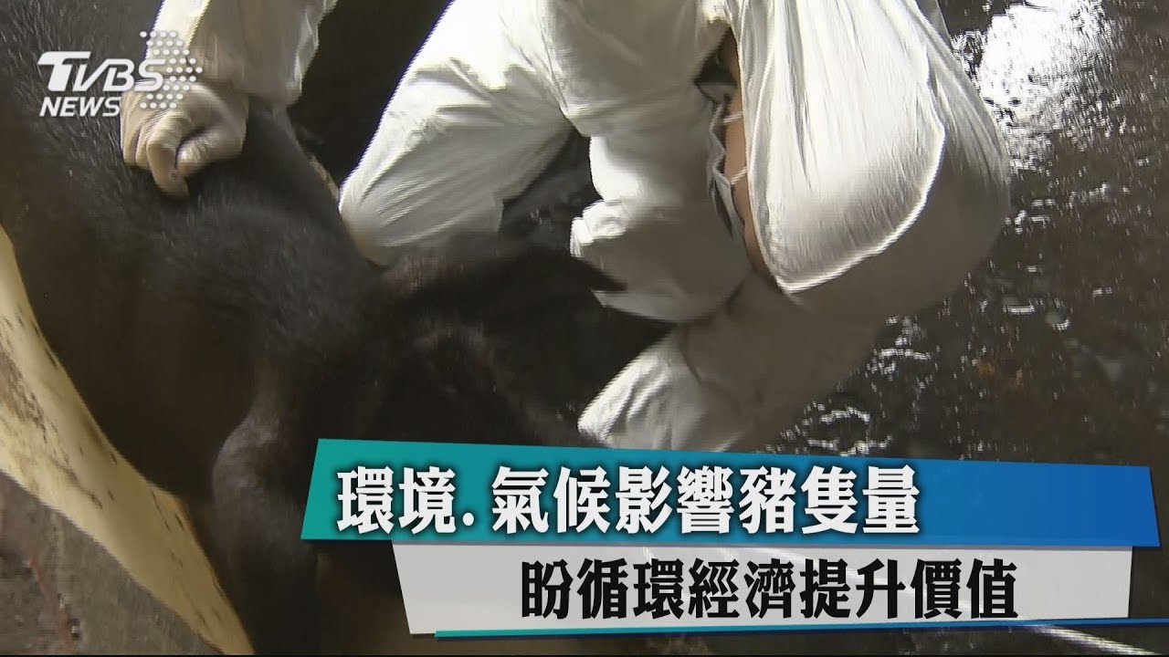 環境、氣候影響豬隻量 盼循環經濟提升價值