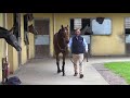 Goffs London Sale Walking Video COUNTRY ROSE