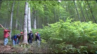 Il Rito Arboreo della 'Ndenna di Castelsaraceno (PZ)