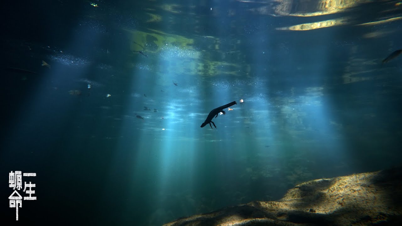 《一生螈命》Life (cycle) of the Hong Kong Newt \\ Short film