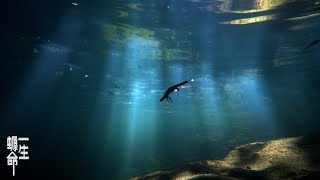 《一生螈命》Life (cycle) of the Hong Kong Newt \\ Short film