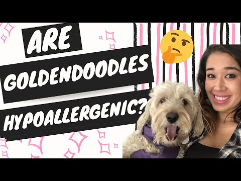 YouTube video about: Are goldendoodles hypoallergenic dogs?