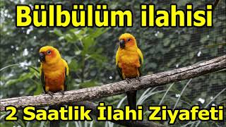 🐦Bülbülüm ilahisini Dinle🐦2 Saatlik ilahi Ziyafeti ✨Keyifle Dinleyeceğiniz ilahiler ✨ilahi Dinle✨