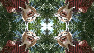 Cienfue - Life in the Tropics