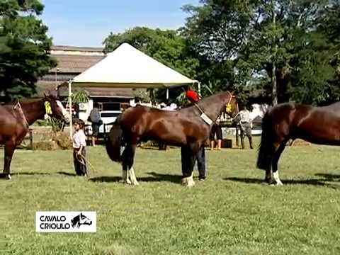 Videos :: ABCCC - Associação Brasileira de Criadores de Cavalos Crioulos