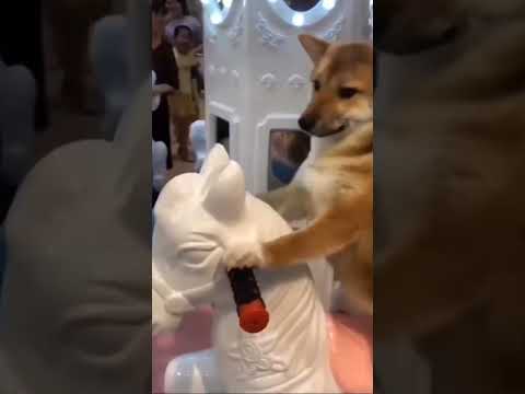 ☺️☺️☺️🦮🦮🐁🐀🐁🐀🐁