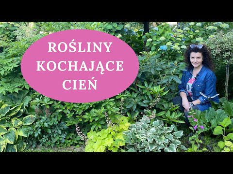 TOP 20 roślin do cienia i półcienia - w tym obficie kwitnących. Jakie rośliny wybrać do cienia?