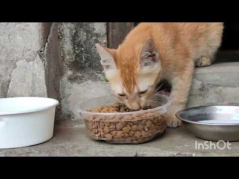 #petlover #petlovers #pet #pets #catvideo #catvideos #cats #cat ‎⁨@Parvinsworld-I8r