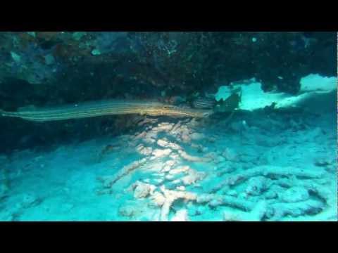 Reef Dive in Key West