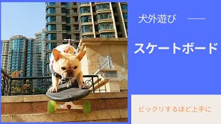 【スケボー犬】障害物を避け、階段を降り、信じられないほど上手なスケボー犬