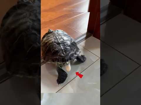 They Saved a Broken Turtle Egg 🐢