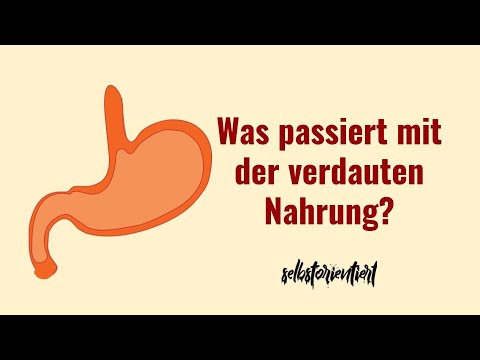 Was passiert mit der verdauten Nahrung im Körper? - Magen-Darm-Trakt einfach erklärt | Verwertung