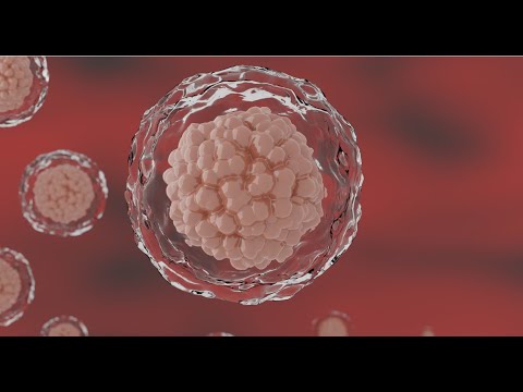 Desenvolvimento embrionário :  segmentação, gastrulação e organogênese